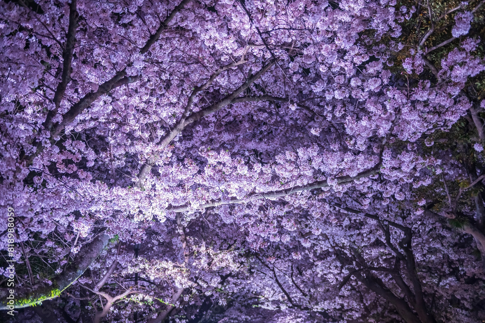 Cherry sakura blossom tunnel with light up in Maizuru park, Fukuoka Cherry sakura blossom tunnel with light up in Maizuru park, Fukuoka