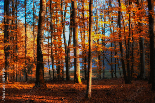 Fototapeta Naklejka Na Ścianę i Meble -  Jesienny las