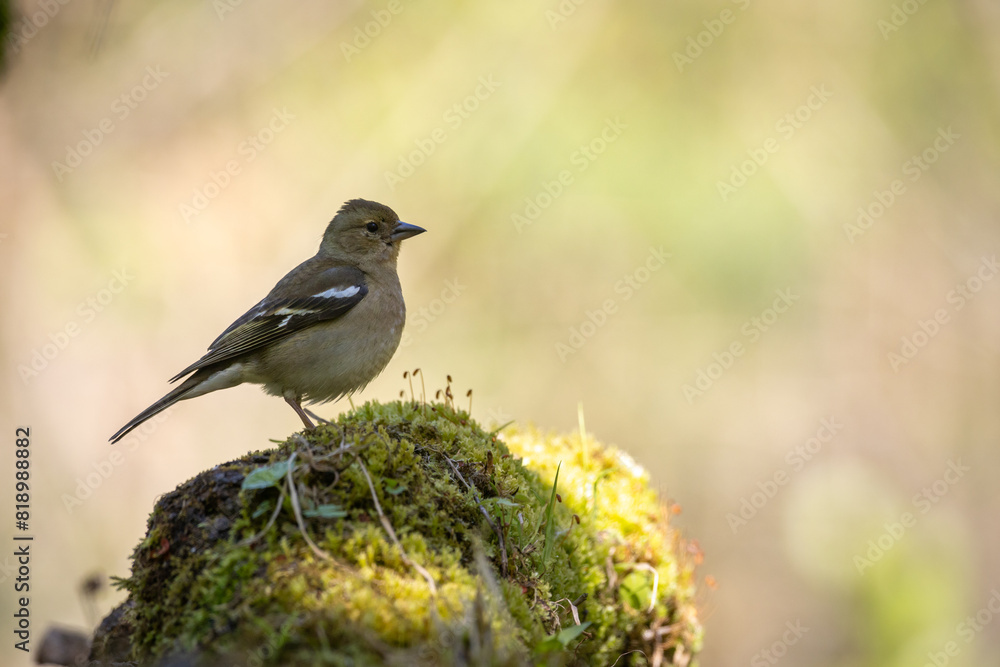 Bird female chaffinch Fringilla coelebs perching on forest puddle, spring time Bird female chaffinch Fringilla coelebs perching on forest puddle, spring time