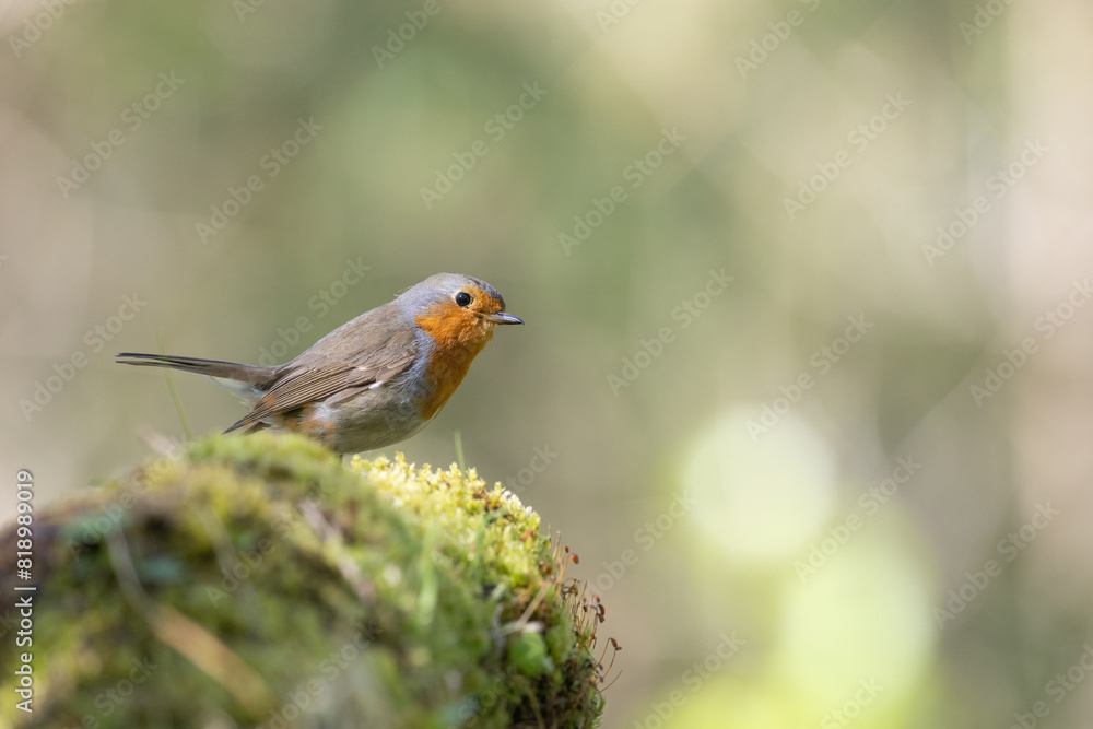 Bird Robin Erithacus rubecula, small bird in forest puddle, spring time in Poland Europe Bird Robin Erithacus rubecula, small bird in forest puddle, spring time in Poland Europe