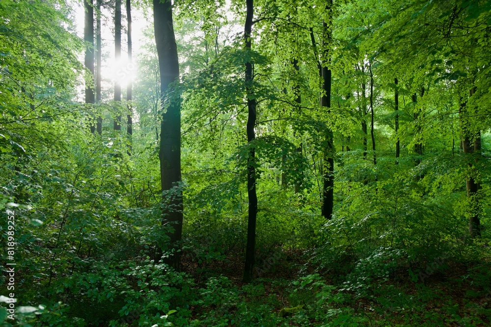 Fototapeta premium beech forest with fresh young green at springtime in the morning