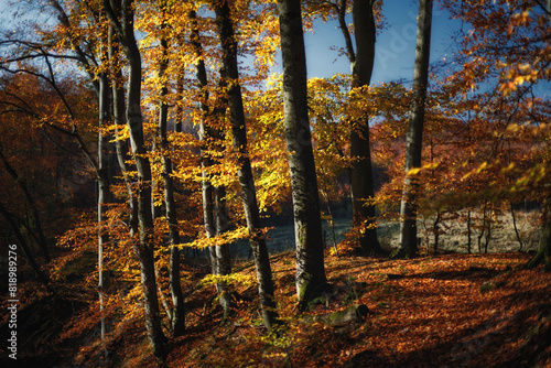 Fototapeta Naklejka Na Ścianę i Meble -  Jesienny las