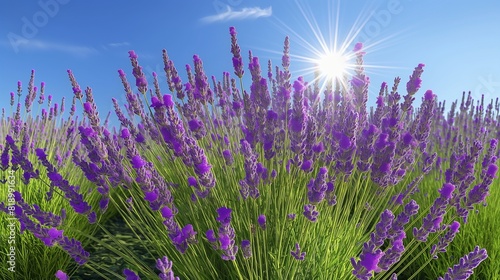 A sun-kissed field of lavender in full bloom  its fragrant purple flowers stretching towards the cloudless blue sky. 32k  full ultra hd  high resolution