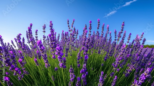 A sun-kissed field of lavender in full bloom  its fragrant purple flowers stretching towards the cloudless blue sky. 32k  full ultra hd  high resolution