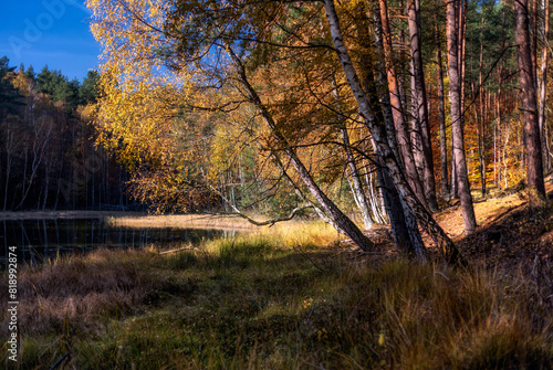 Fototapeta Naklejka Na Ścianę i Meble -  Jesienny las