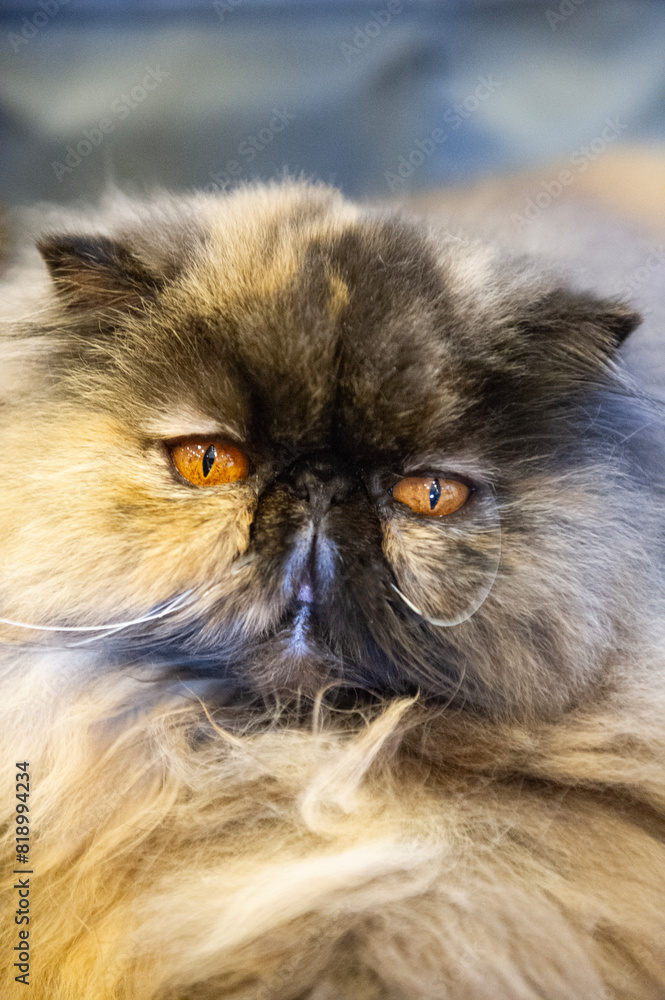 Porträt einer Perser Katze