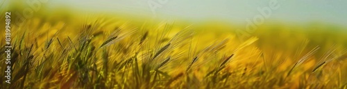 Abstract Patterns Of Summer Meadows. With Copy Space  Abstract Background