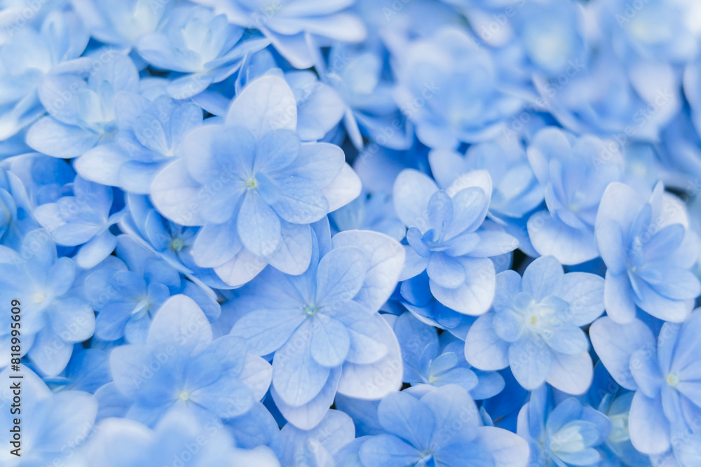Background of soft blue petals of Hydrangea macrophylla or Hydrangea close-up. Shallow depth of field for soft dreamy feel. Background of soft blue petals of Hydrangea macrophylla or Hydrangea close-up. Shallow depth of field for soft dreamy feel.