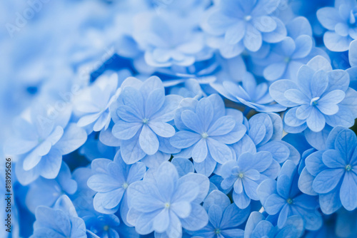 Background of soft blue petals of Hydrangea macrophylla or Hydrangea close-up. Shallow depth of field for soft dreamy feel. photo