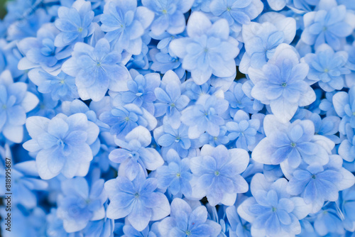Background of soft blue petals of Hydrangea macrophylla or Hydrangea close-up. Shallow depth of field for soft dreamy feel.