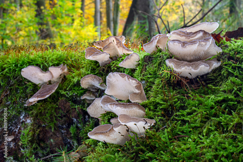 Toothed Jelly Fungus (Pseudohydnum gelatinosum) in a moss in autumn forest