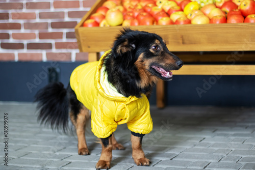 A fawncolored dog in a yellow jacket, a working animal, with a black snout photo