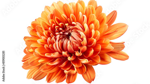 Png orange chrysanthemum flower sticker isolated on white background, cinematic, png
