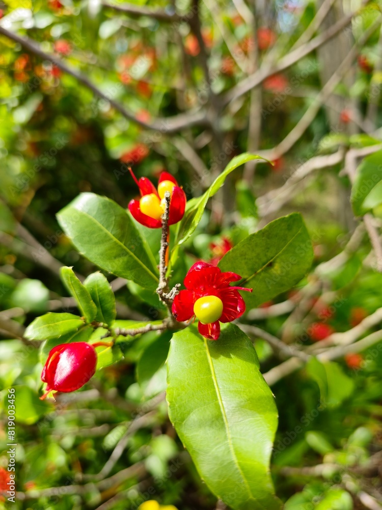 Arbre de Mickey
Mickey Mouse Tree Arbre de Mickey
Mickey Mouse Tree