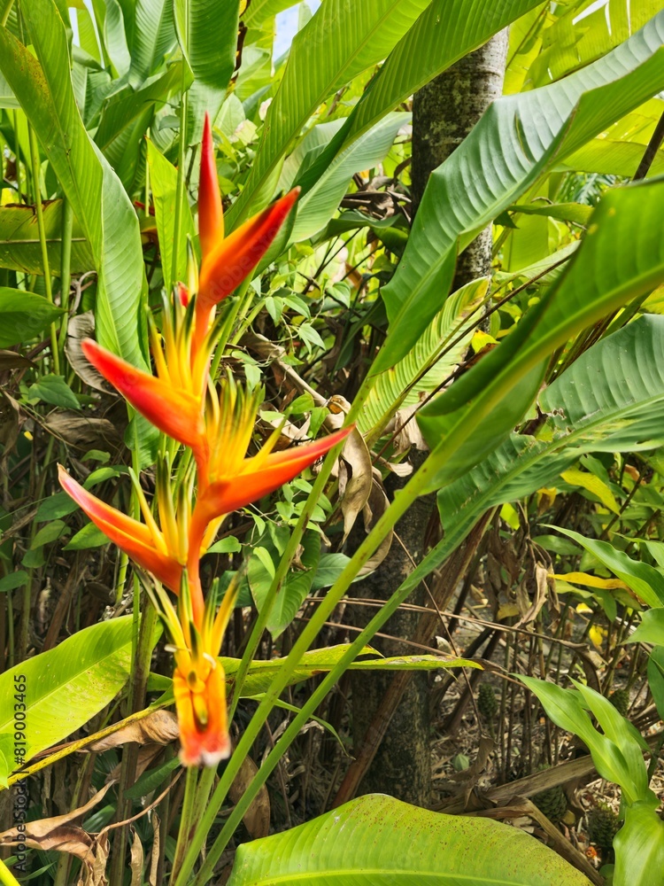 Obraz premium Oiseaux de paradis