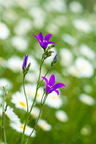 Kwiaty polne w maju rosnące dziko na łąkach © KoLesfot