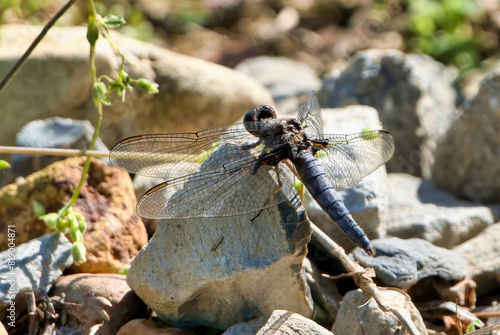 Blue Corporal Dragonfly in Dover, Tennessee photo