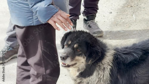 A Dog Sniffing Around a Human in Spiti Valley, Himachal Pradesh photo