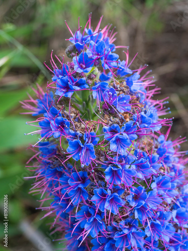 Close up of a Echium candicans, Pride of Madeira, large blue flowers in full bloom © Kristyna
