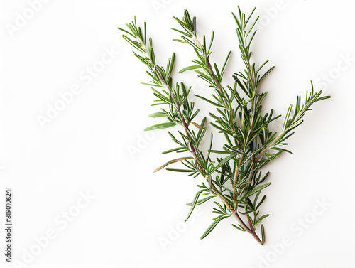 Fresh Rosemary Sprig in Detailed Close-Up, White Background 