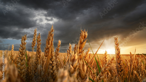 Wheat field at sunset on a stormy dark cloudy storm weather. Agriculture and farming landscape. Thunderstorm in summer landscape.