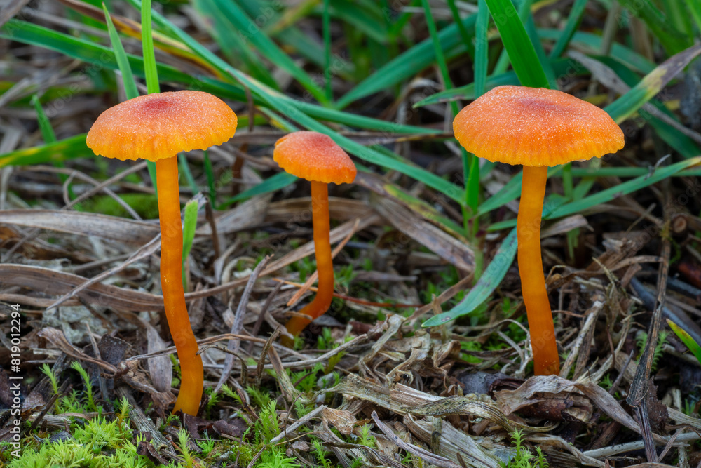 Limestone Waxcap mushrooms (Hygrocybe calciphila) Limestone Waxcap mushrooms (Hygrocybe calciphila)