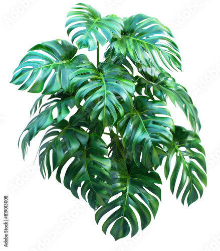A green plant with vibrant leaves stands out against a simple white background
