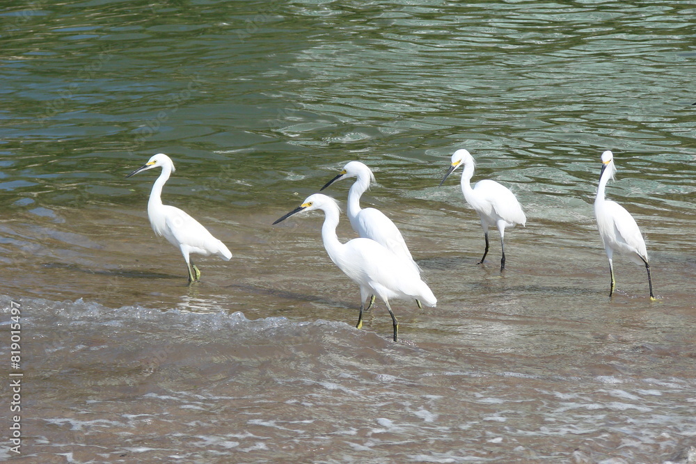 Obraz premium cuatro garzas en el río