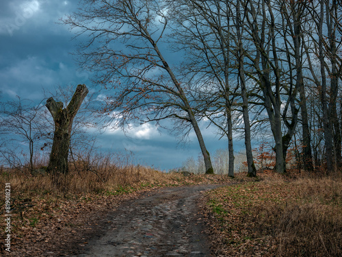 Fototapeta Naklejka Na Ścianę i Meble -  Szpaler