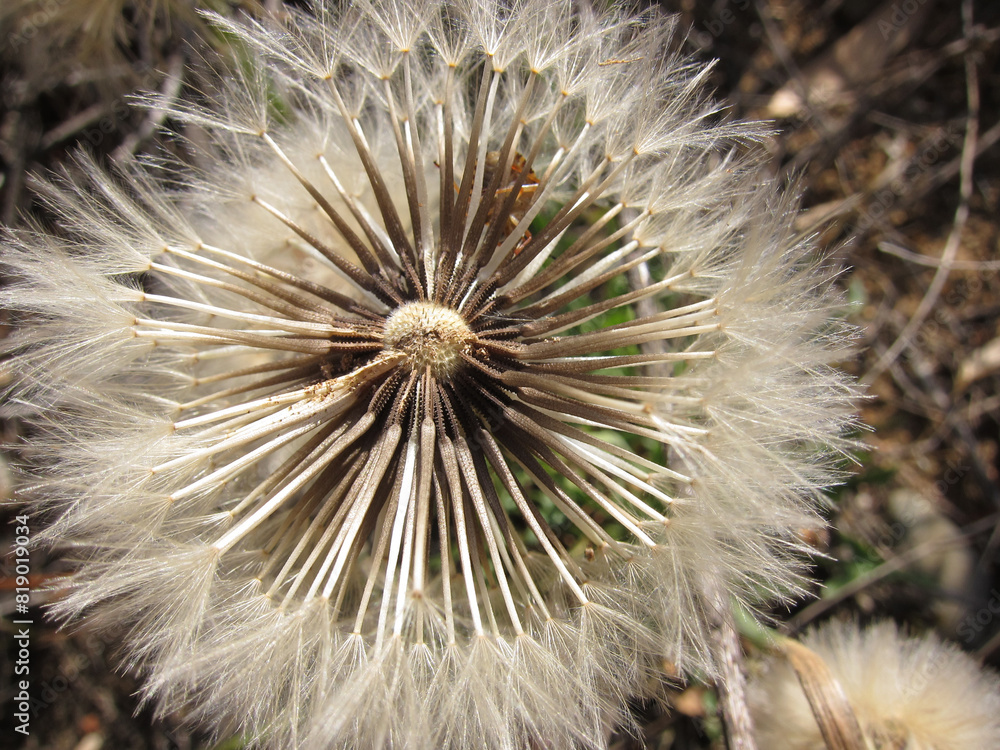 Fototapeta premium Dente di leone