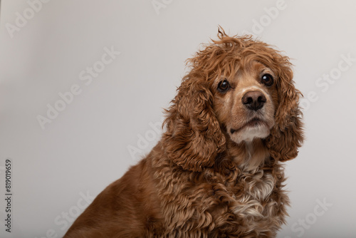 Studio portrait of a male adult cocker spaniel. He has brown eyes and curly ungroomed fur.  photo