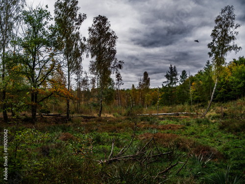 Fototapeta Naklejka Na Ścianę i Meble -  Las