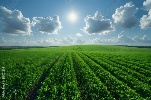 Vast Green Farm Field Under a Sunny Sky with Puffy Clouds - Perfect for Agricultural Designs and Posters