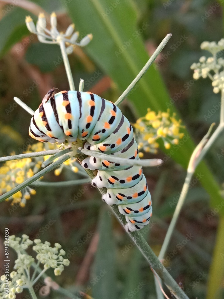 The huge Asian death's head hawkmoth caterpillar has a dim green body with black yellow and