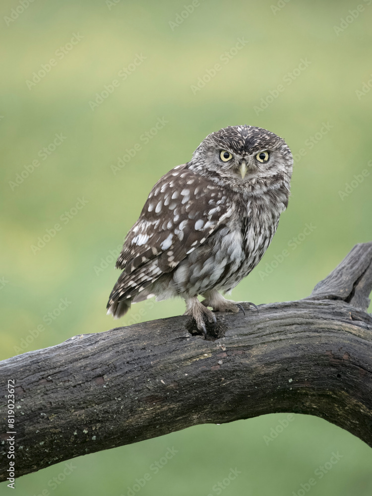 Little owl, Athene noctua Little owl, Athene noctua