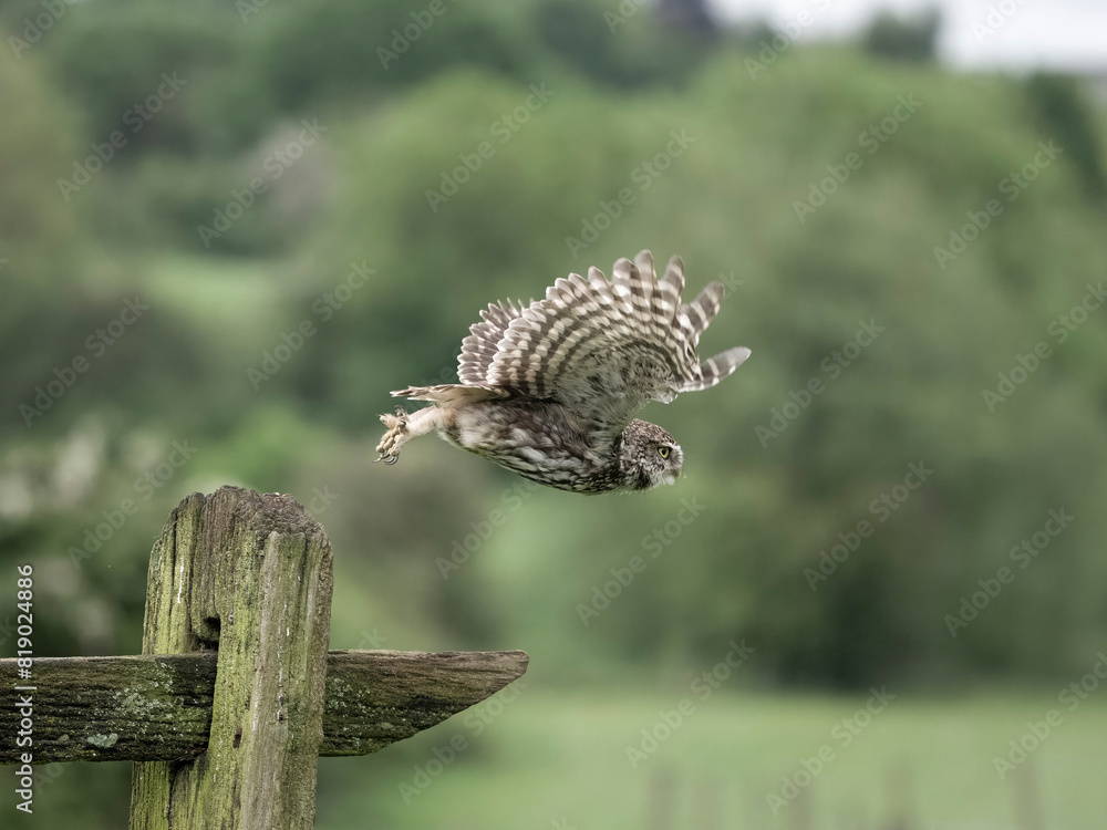 Fototapeta premium Little owl, Athene noctua
