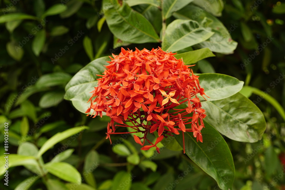 Close-up of Ixora chinensis flower Close-up of Ixora chinensis flower