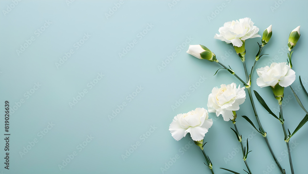 White carnation flowers on light blue background, perfect for greeting cards or special occasion invitations. White carnation flowers on light blue background, perfect for greeting cards or special occasion invitations.