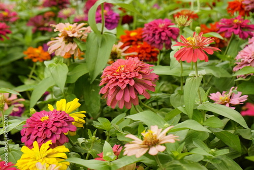 Colorful Zinnia elegans daisy