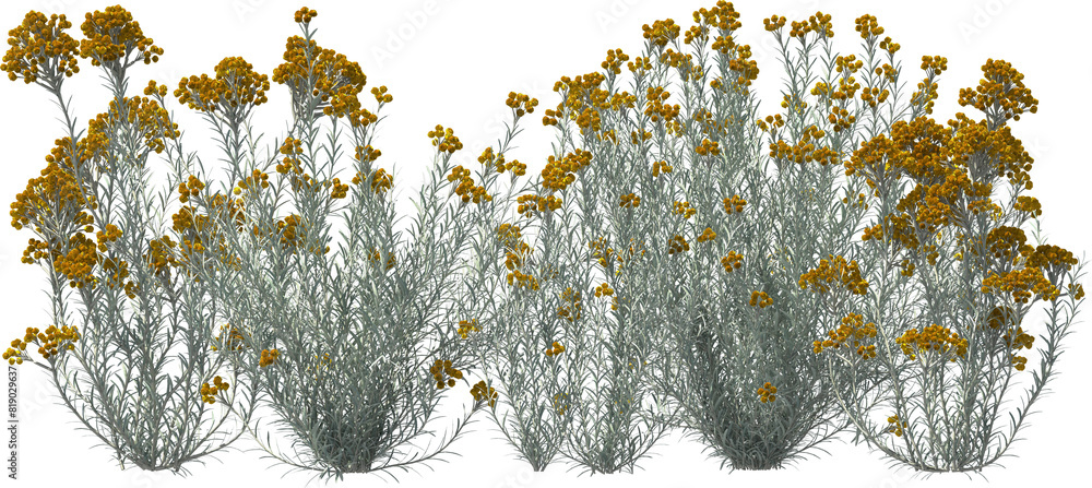 curry herb silver needle blooming plants hq arch viz cutout bush shrub