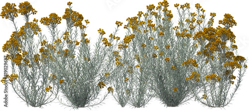 Obraz na płótnie curry herb silver needle blooming plants hq arch viz cutout bush shrub w salonie
