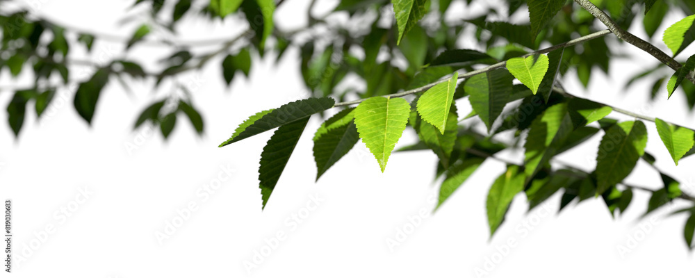 Close up green tree leafs branches blur backgrounds cutout on transparent 3d rendering png Close up green tree leafs branches blur backgrounds cutout on transparent 3d rendering png