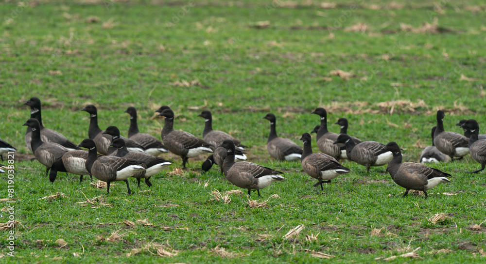 Bernache cravant,.Branta bernicla, Brant Goose, marais; region Pays de Loire; marais Breton; 85, Vendée, Loire Atlantique, France Bernache cravant,.Branta bernicla, Brant Goose, marais; region Pays de Loire; marais Breton; 85, Vendée, Loire Atlantique, France