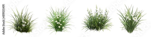 Wallpaper Mural 3d illustration of Dietes grandiflora bush isolated on transparent background Torontodigital.ca