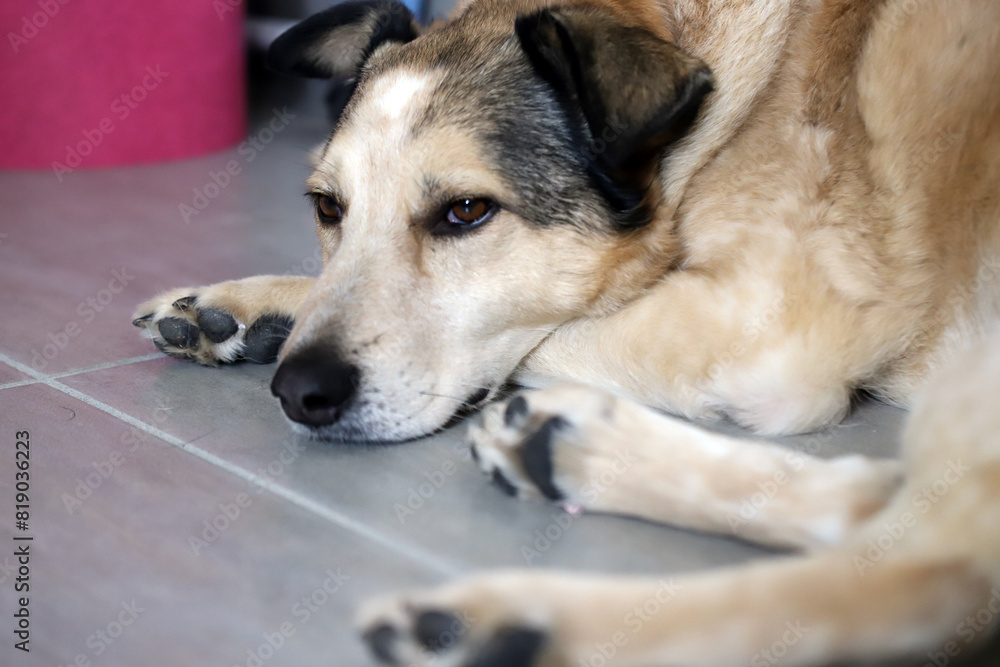 A sad dog without a breed from a shelter lies on the floor at home A sad dog without a breed from a shelter lies on the floor at home