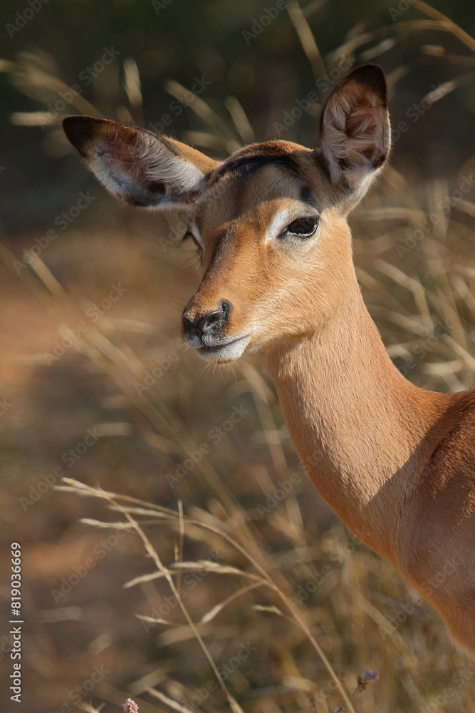 Schwarzfersenantilope / Impala / Aepyceros melampus. Schwarzfersenantilope / Impala / Aepyceros melampus.