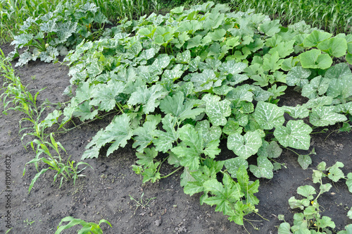 organically cultivated various vegetables  in the vegetable garden, summertime