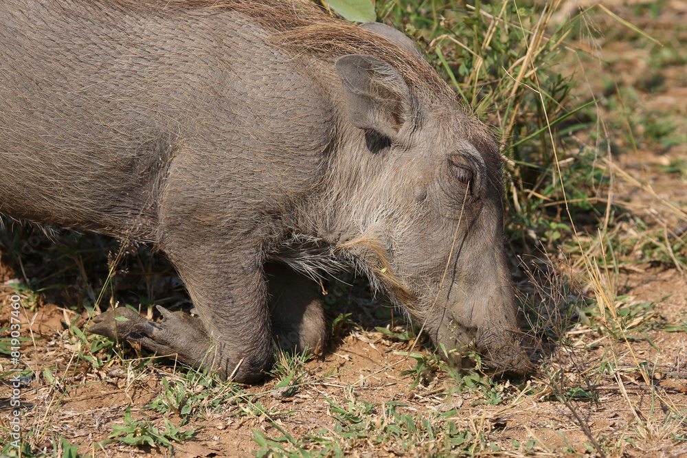 Warzenschwein / Warthog / Phacochoerus africanus Warzenschwein / Warthog / Phacochoerus africanus