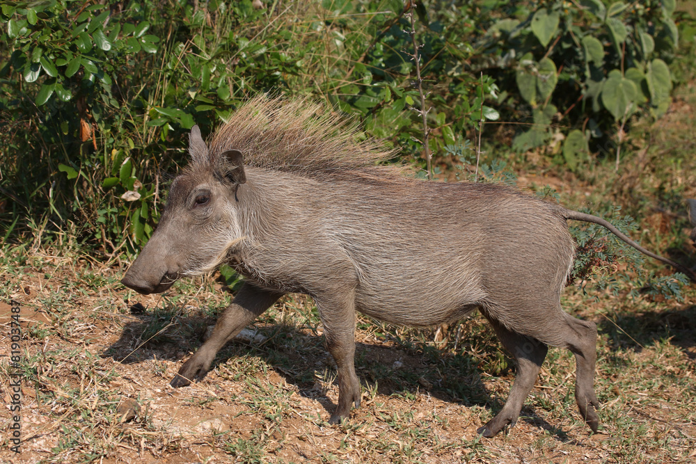 Warzenschwein / Warthog / Phacochoerus africanus Warzenschwein / Warthog / Phacochoerus africanus