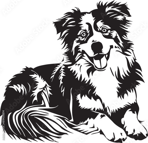 lying Australian Shepherd dog